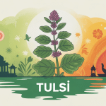 tulsi tulsi plante sacrée illustration ayurvédique